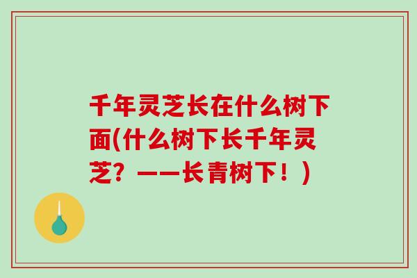 千年灵芝长在什么树下面(什么树下长千年灵芝?——长青树下!)-第1张图片-破壁灵芝孢子粉研究指南 千年灵芝长在什么树下面(什么树下长千年灵芝?——长青树下!)-第1张图片-破壁灵芝孢子粉研究指南