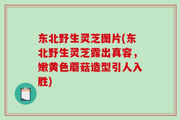 东北野生灵芝图片(东北野生灵芝露出真容,嫩黄色蘑菇造型引人入胜)-第1张图片-破壁灵芝孢子粉研究指南 东北野生灵芝图片(东北野生灵芝露出真容,嫩黄色蘑菇造型引人入胜)-第1张图片-破壁灵芝孢子粉研究指南