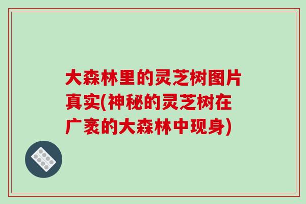 大森林里的灵芝树图片真实(神秘的灵芝树在广袤的大森林中现身)-第1张图片-破壁灵芝孢子粉研究指南 大森林里的灵芝树图片真实(神秘的灵芝树在广袤的大森林中现身)-第1张图片-破壁灵芝孢子粉研究指南