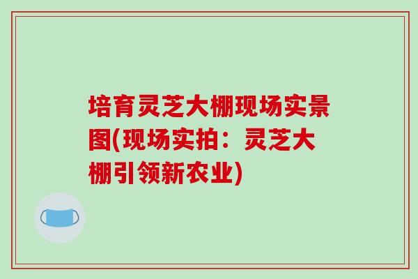 培育灵芝大棚现场实景图(现场实拍:灵芝大棚引领新农业)-第1张图片-破壁灵芝孢子粉研究指南 培育灵芝大棚现场实景图(现场实拍:灵芝大棚引领新农业)-第1张图片-破壁灵芝孢子粉研究指南
