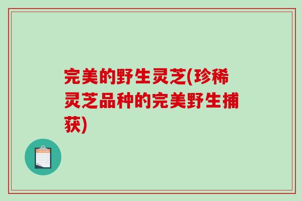 完美的野生灵芝(珍稀灵芝品种的完美野生捕获)-第1张图片-破壁灵芝孢子粉研究指南