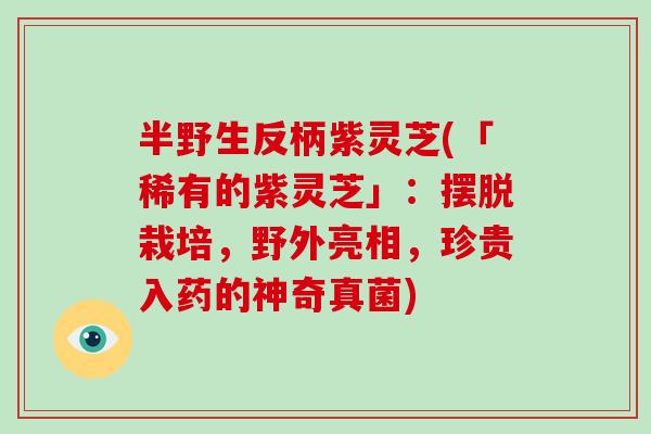 半野生反柄紫灵芝(「稀有的紫灵芝」：摆脱栽培，野外亮相，珍贵入药的神奇真菌)-第1张图片-破壁灵芝孢子粉研究指南