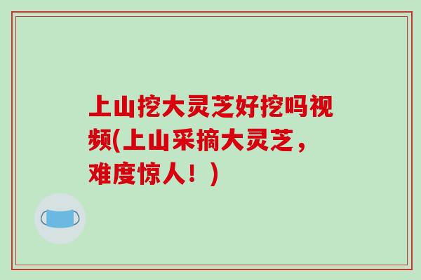 上山挖大灵芝好挖吗视频(上山采摘大灵芝，难度惊人！)-第1张图片-破壁灵芝孢子粉研究指南