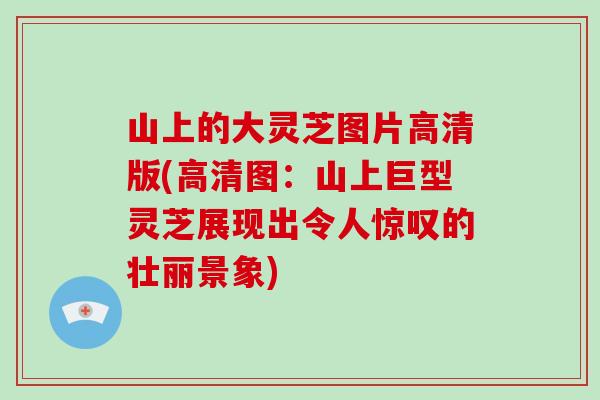 山上的大灵芝图片高清版(高清图：山上巨型灵芝展现出令人惊叹的壮丽景象)-第1张图片-破壁灵芝孢子粉研究指南