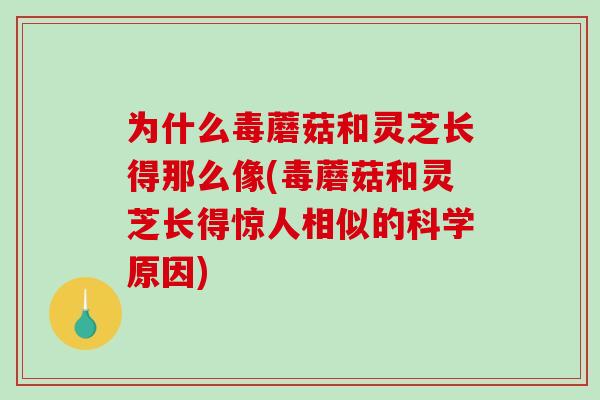 为什么毒蘑菇和灵芝长得那么像(毒蘑菇和灵芝长得惊人相似的科学原因)-第1张图片-破壁灵芝孢子粉研究指南