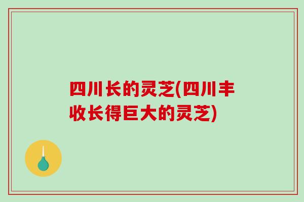 四川长的灵芝(四川丰收长得巨大的灵芝)-第1张图片-破壁灵芝孢子粉研究指南