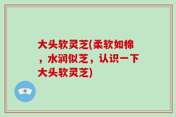 大头软灵芝(柔软如棉，水润似芝，认识一下大头软灵芝)-第1张图片-破壁灵芝孢子粉研究指南