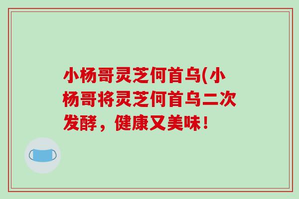 小杨哥灵芝何首乌(小杨哥将灵芝何首乌二次发酵，健康又美味！-第1张图片-破壁灵芝孢子粉研究指南