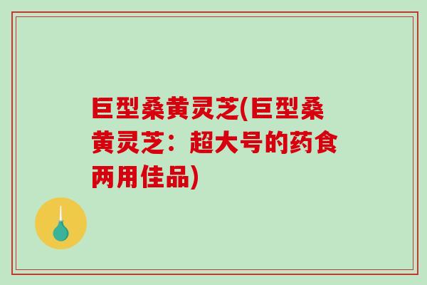巨型桑黄灵芝(巨型桑黄灵芝：超大号的药食两用佳品)-第1张图片-破壁灵芝孢子粉研究指南