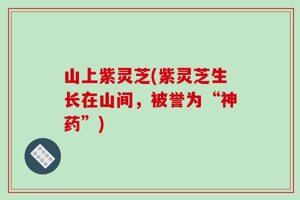 山上紫灵芝(紫灵芝生长在山间，被誉为“神药”)-第1张图片-破壁灵芝孢子粉研究指南