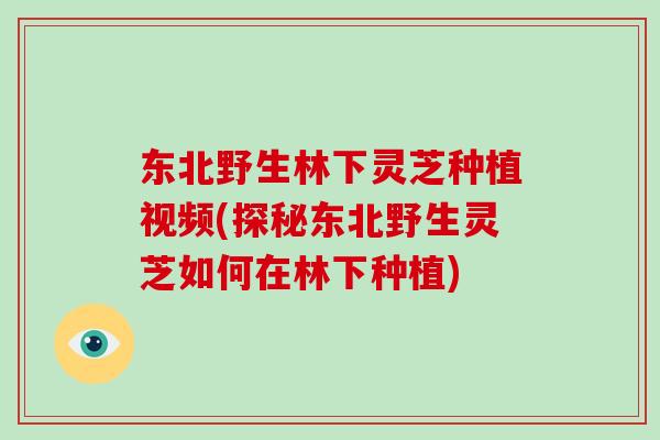 东北野生林下灵芝种植视频(探秘东北野生灵芝如何在林下种植)-第1张图片-破壁灵芝孢子粉研究指南