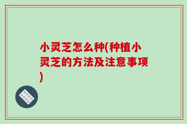 小灵芝怎么种(种植小灵芝的方法及注意事项)-第1张图片-破壁灵芝孢子粉研究指南 小灵芝怎么种(种植小灵芝的方法及注意事项)-第1张图片-破壁灵芝孢子粉研究指南
