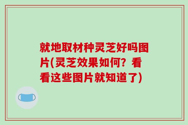 就地取材种灵芝好吗图片(灵芝效果如何？看看这些图片就知道了)-第1张图片-破壁灵芝孢子粉研究指南