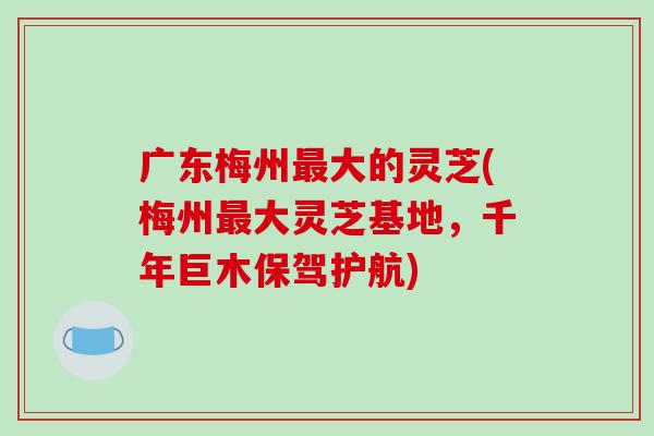 广东梅州最大的灵芝(梅州最大灵芝基地,千年巨木保驾护航)-第1张图片-破壁灵芝孢子粉研究指南 广东梅州最大的灵芝(梅州最大灵芝基地,千年巨木保驾护航)-第1张图片-破壁灵芝孢子粉研究指南