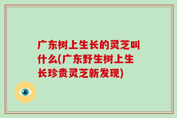 广东树上生长的灵芝叫什么(广东野生树上生长珍贵灵芝新发现)-第1张图片-破壁灵芝孢子粉研究指南