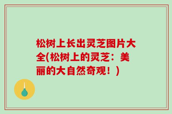 松树上长出灵芝图片大全(松树上的灵芝:美丽的大自然奇观!)-第1张图片-破壁灵芝孢子粉研究指南 松树上长出灵芝图片大全(松树上的灵芝:美丽的大自然奇观!)-第1张图片-破壁灵芝孢子粉研究指南