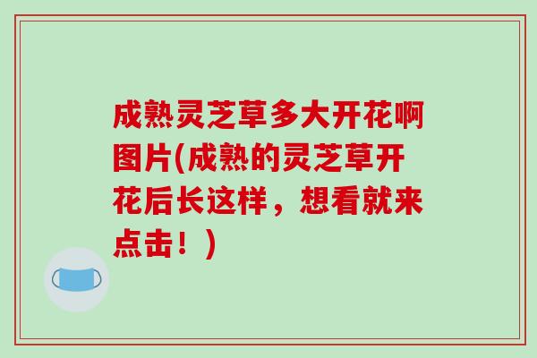 成熟灵芝草多大开花啊图片(成熟的灵芝草开花后长这样,想看就来点击!)-第1张图片-破壁灵芝孢子粉研究指南 成熟灵芝草多大开花啊图片(成熟的灵芝草开花后长这样,想看就来点击!)-第1张图片-破壁灵芝孢子粉研究指南