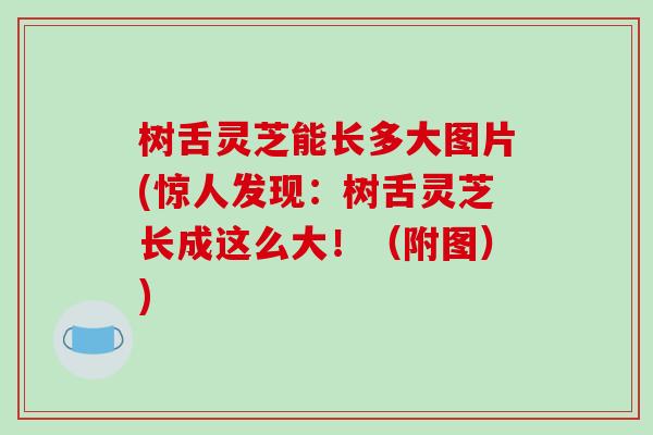 树舌灵芝能长多大图片(惊人发现:树舌灵芝长成这么大!(附图))-第1张图片-破壁灵芝孢子粉研究指南 树舌灵芝能长多大图片(惊人发现:树舌灵芝长成这么大!(附图))-第1张图片-破壁灵芝孢子粉研究指南