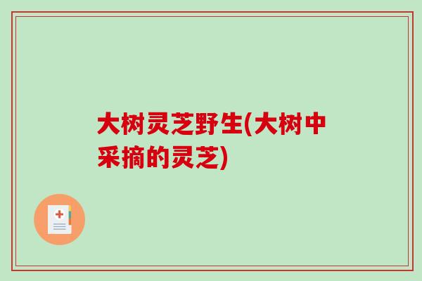 大树灵芝野生(大树中采摘的灵芝)-第1张图片-破壁灵芝孢子粉研究指南 大树灵芝野生(大树中采摘的灵芝)-第1张图片-破壁灵芝孢子粉研究指南