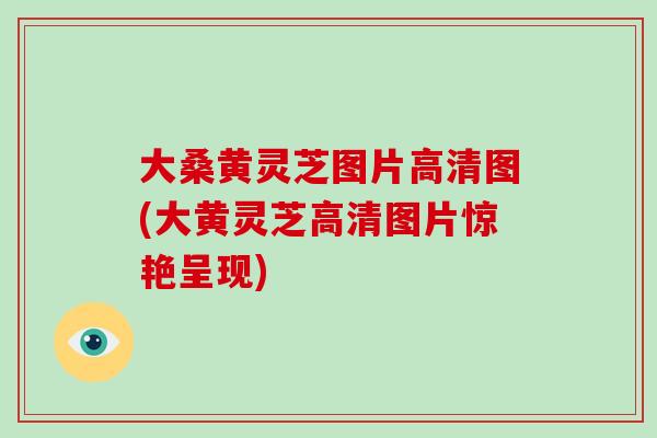 大桑黄灵芝图片高清图(大黄灵芝高清图片惊艳呈现)-第1张图片-破壁灵芝孢子粉研究指南
