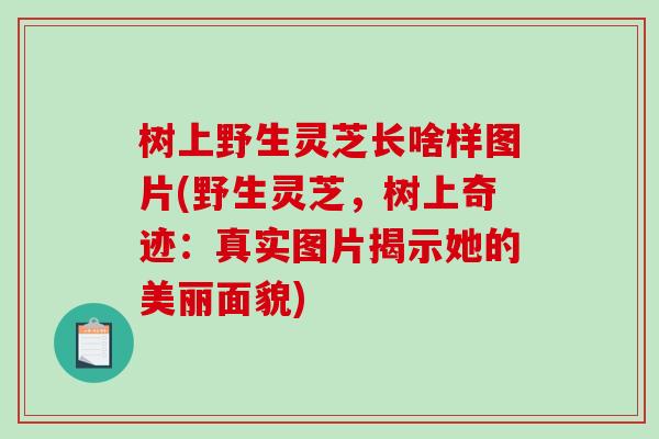 树上野生灵芝长啥样图片(野生灵芝,树上奇迹:真实图片揭示她的美丽面貌)-第1张图片-破壁灵芝孢子粉研究指南 树上野生灵芝长啥样图片(野生灵芝,树上奇迹:真实图片揭示她的美丽面貌)-第1张图片-破壁灵芝孢子粉研究指南