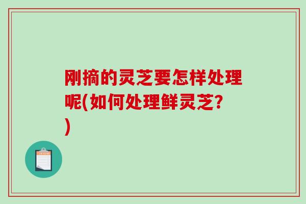 刚摘的灵芝要怎样处理呢(如何处理鲜灵芝?)-第1张图片-破壁灵芝孢子粉研究指南 刚摘的灵芝要怎样处理呢(如何处理鲜灵芝?)-第1张图片-破壁灵芝孢子粉研究指南