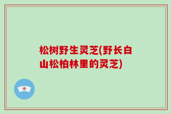 松树野生灵芝(野长白山松柏林里的灵芝)-第1张图片-破壁灵芝孢子粉研究指南 松树野生灵芝(野长白山松柏林里的灵芝)-第1张图片-破壁灵芝孢子粉研究指南