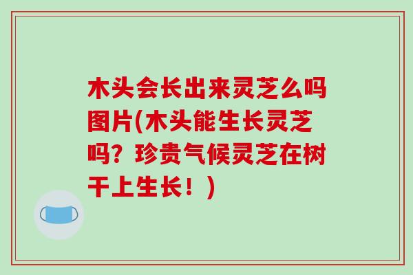 木头会长出来灵芝么吗图片(木头能生长灵芝吗?珍贵气候灵芝在树干上生长!)-第1张图片-破壁灵芝孢子粉研究指南 木头会长出来灵芝么吗图片(木头能生长灵芝吗?珍贵气候灵芝在树干上生长!)-第1张图片-破壁灵芝孢子粉研究指南