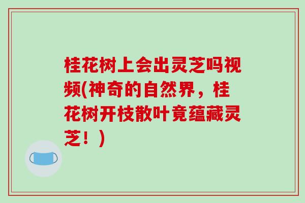 桂花树上会出灵芝吗视频(神奇的自然界，桂花树开枝散叶竟蕴藏灵芝！)-第1张图片-破壁灵芝孢子粉研究指南