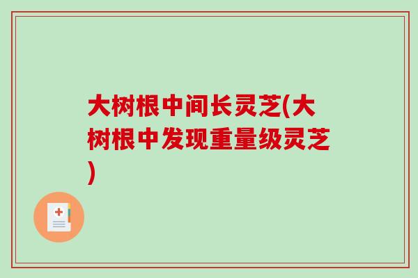 大树根中间长灵芝(大树根中发现重量级灵芝)-第1张图片-破壁灵芝孢子粉研究指南 大树根中间长灵芝(大树根中发现重量级灵芝)-第1张图片-破壁灵芝孢子粉研究指南