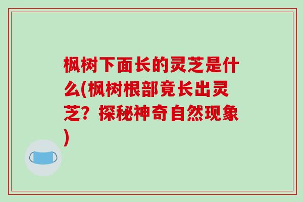 枫树下面长的灵芝是什么(枫树根部竟长出灵芝?探秘神奇自然现象)-第1张图片-破壁灵芝孢子粉研究指南 枫树下面长的灵芝是什么(枫树根部竟长出灵芝?探秘神奇自然现象)-第1张图片-破壁灵芝孢子粉研究指南