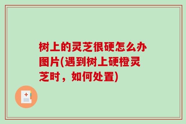 树上的灵芝很硬怎么办图片(遇到树上硬橙灵芝时,如何处置)-第1张图片-破壁灵芝孢子粉研究指南 树上的灵芝很硬怎么办图片(遇到树上硬橙灵芝时,如何处置)-第1张图片-破壁灵芝孢子粉研究指南