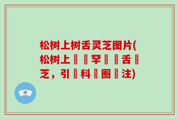 松树上树舌灵芝图片(松树上發現罕見樹舌靈芝,引發科學圈關注)-第1张图片-破壁灵芝孢子粉研究指南 松树上树舌灵芝图片(松树上發現罕見樹舌靈芝,引發科學圈關注)-第1张图片-破壁灵芝孢子粉研究指南