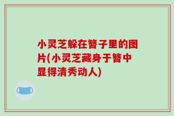 小灵芝躲在簪子里的图片(小灵芝藏身于簪中显得清秀动人)-第1张图片-破壁灵芝孢子粉研究指南 小灵芝躲在簪子里的图片(小灵芝藏身于簪中显得清秀动人)-第1张图片-破壁灵芝孢子粉研究指南