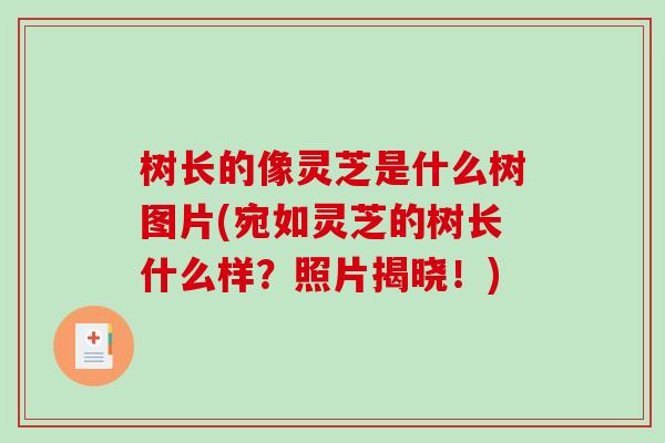树长的像灵芝是什么树图片(宛如灵芝的树长什么样?照片揭晓!)-第1张图片-破壁灵芝孢子粉研究指南 树长的像灵芝是什么树图片(宛如灵芝的树长什么样?照片揭晓!)-第1张图片-破壁灵芝孢子粉研究指南