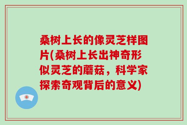 桑树上长的像灵芝样图片(桑树上长出神奇形似灵芝的蘑菇，科学家探索奇观背后的意义)-第1张图片-破壁灵芝孢子粉研究指南