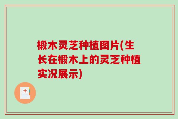 椴木灵芝种植图片(生长在椴木上的灵芝种植实况展示)-第1张图片-破壁灵芝孢子粉研究指南 椴木灵芝种植图片(生长在椴木上的灵芝种植实况展示)-第1张图片-破壁灵芝孢子粉研究指南