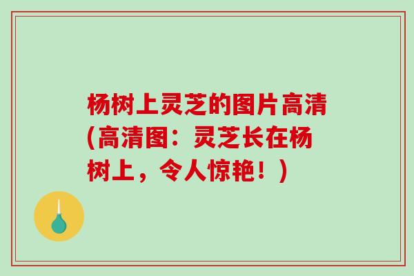 杨树上灵芝的图片高清(高清图：灵芝长在杨树上，令人惊艳！)-第1张图片-破壁灵芝孢子粉研究指南