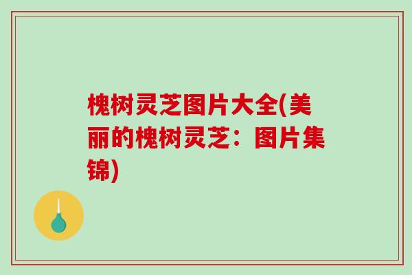 槐树灵芝图片大全(美丽的槐树灵芝:图片集锦)-第1张图片-破壁灵芝孢子粉研究指南 槐树灵芝图片大全(美丽的槐树灵芝:图片集锦)-第1张图片-破壁灵芝孢子粉研究指南