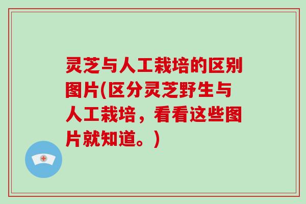 灵芝与人工栽培的区别图片(区分灵芝野生与人工栽培,看看这些图片就知道。)-第1张图片-破壁灵芝孢子粉研究指南 灵芝与人工栽培的区别图片(区分灵芝野生与人工栽培,看看这些图片就知道。)-第1张图片-破壁灵芝孢子粉研究指南