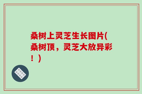 桑树上灵芝生长图片(桑树顶,灵芝大放异彩!)-第1张图片-破壁灵芝孢子粉研究指南 桑树上灵芝生长图片(桑树顶,灵芝大放异彩!)-第1张图片-破壁灵芝孢子粉研究指南