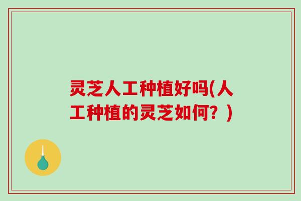 灵芝人工种植好吗(人工种植的灵芝如何?)-第1张图片-破壁灵芝孢子粉研究指南 灵芝人工种植好吗(人工种植的灵芝如何?)-第1张图片-破壁灵芝孢子粉研究指南