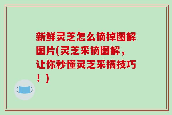 新鲜灵芝怎么摘掉图解图片(灵芝采摘图解,让你秒懂灵芝采摘技巧!)-第1张图片-破壁灵芝孢子粉研究指南 新鲜灵芝怎么摘掉图解图片(灵芝采摘图解,让你秒懂灵芝采摘技巧!)-第1张图片-破壁灵芝孢子粉研究指南