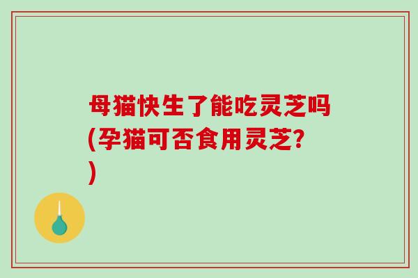 母猫快生了能吃灵芝吗(孕猫可否食用灵芝?)-第1张图片-破壁灵芝孢子粉研究指南 母猫快生了能吃灵芝吗(孕猫可否食用灵芝?)-第1张图片-破壁灵芝孢子粉研究指南