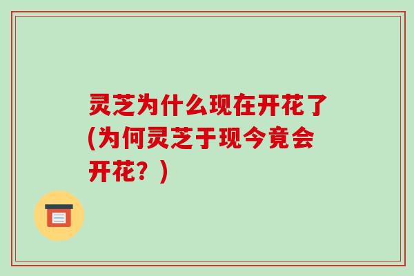 灵芝为什么现在开花了(为何灵芝于现今竟会开花?)-第1张图片-破壁灵芝孢子粉研究指南 灵芝为什么现在开花了(为何灵芝于现今竟会开花?)-第1张图片-破壁灵芝孢子粉研究指南