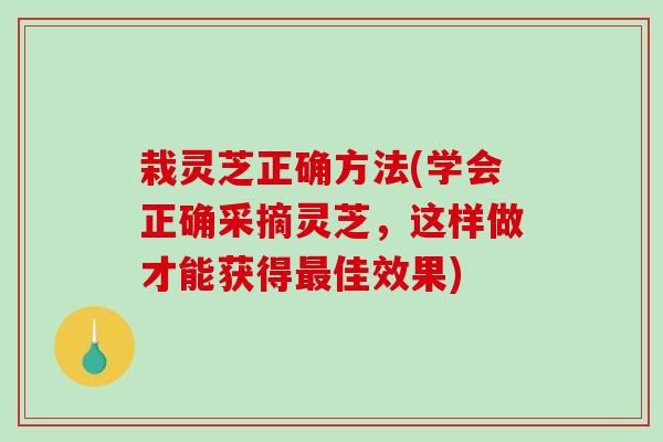 栽灵芝正确方法(学会正确采摘灵芝,这样做才能获得最佳效果)-第1张图片-破壁灵芝孢子粉研究指南 栽灵芝正确方法(学会正确采摘灵芝,这样做才能获得最佳效果)-第1张图片-破壁灵芝孢子粉研究指南