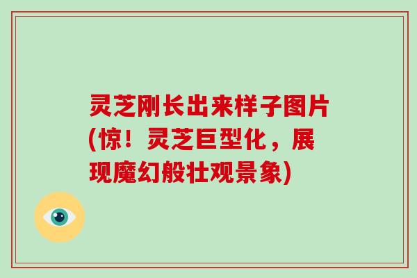 灵芝刚长出来样子图片(惊！灵芝巨型化，展现魔幻般壮观景象)-第1张图片-破壁灵芝孢子粉研究指南