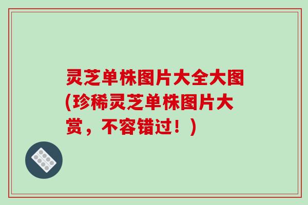 灵芝单株图片大全大图(珍稀灵芝单株图片大赏,不容错过!)-第1张图片-破壁灵芝孢子粉研究指南 灵芝单株图片大全大图(珍稀灵芝单株图片大赏,不容错过!)-第1张图片-破壁灵芝孢子粉研究指南