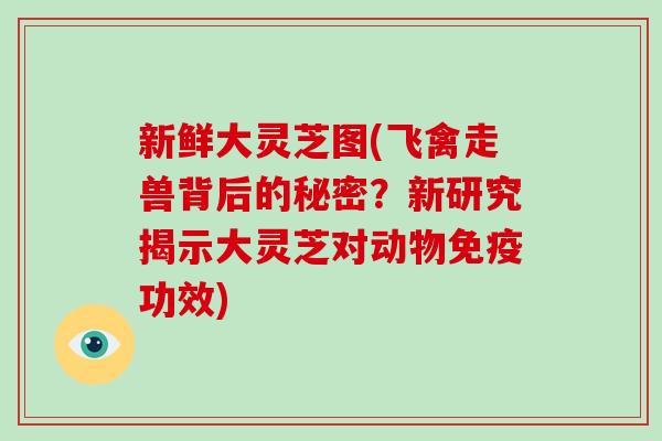 新鲜大灵芝图(飞禽走兽背后的秘密?新研究揭示大灵芝对动物免疫功效)-第1张图片-破壁灵芝孢子粉研究指南 新鲜大灵芝图(飞禽走兽背后的秘密?新研究揭示大灵芝对动物免疫功效)-第1张图片-破壁灵芝孢子粉研究指南