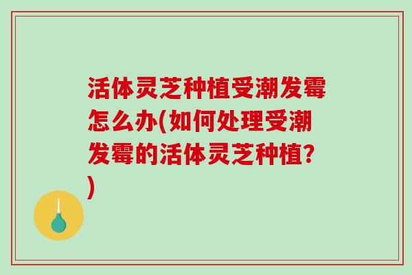 活体灵芝种植受潮发霉怎么办(如何处理受潮发霉的活体灵芝种植？)-第1张图片-破壁灵芝孢子粉研究指南